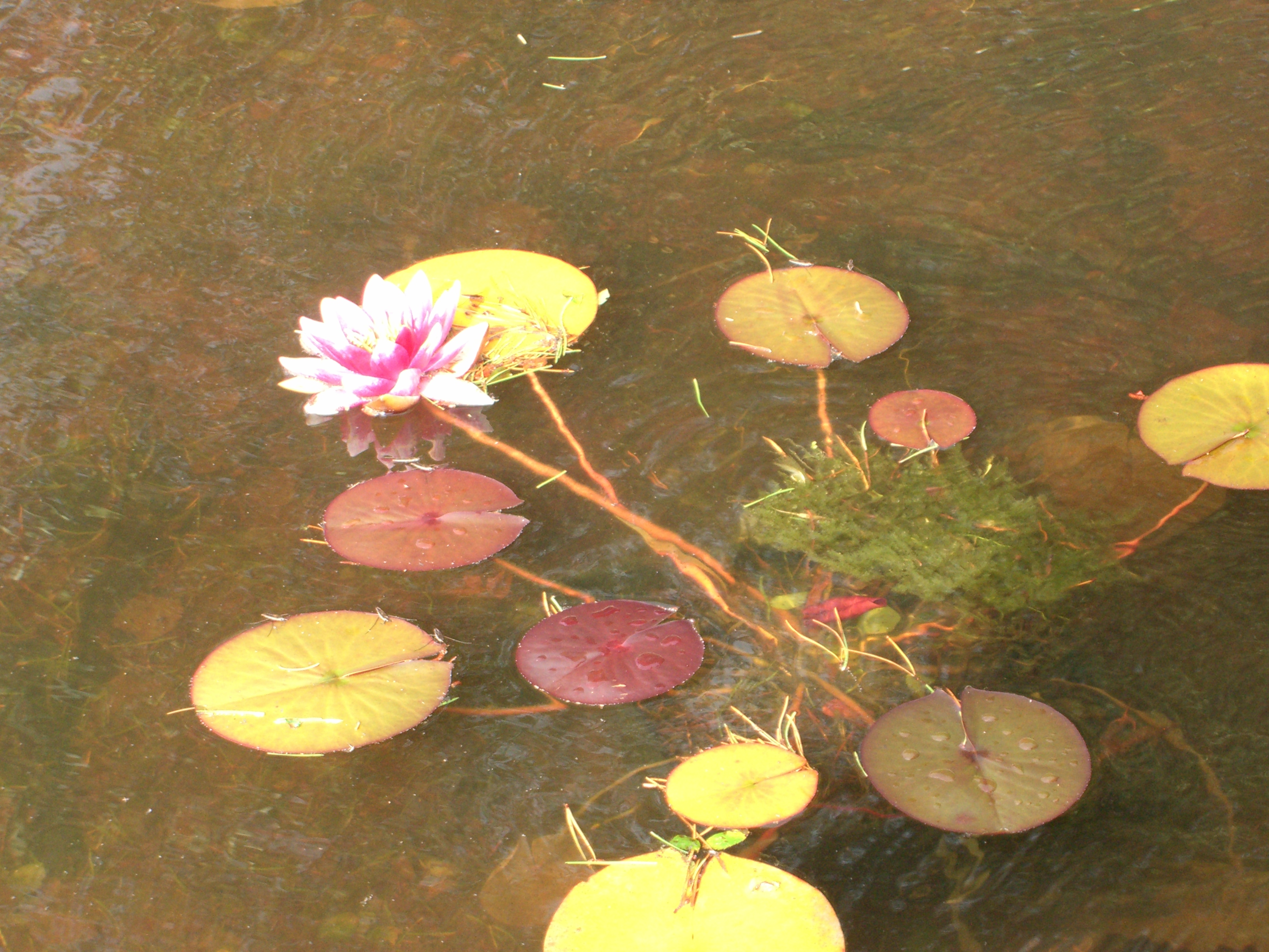 Colourful Lilies