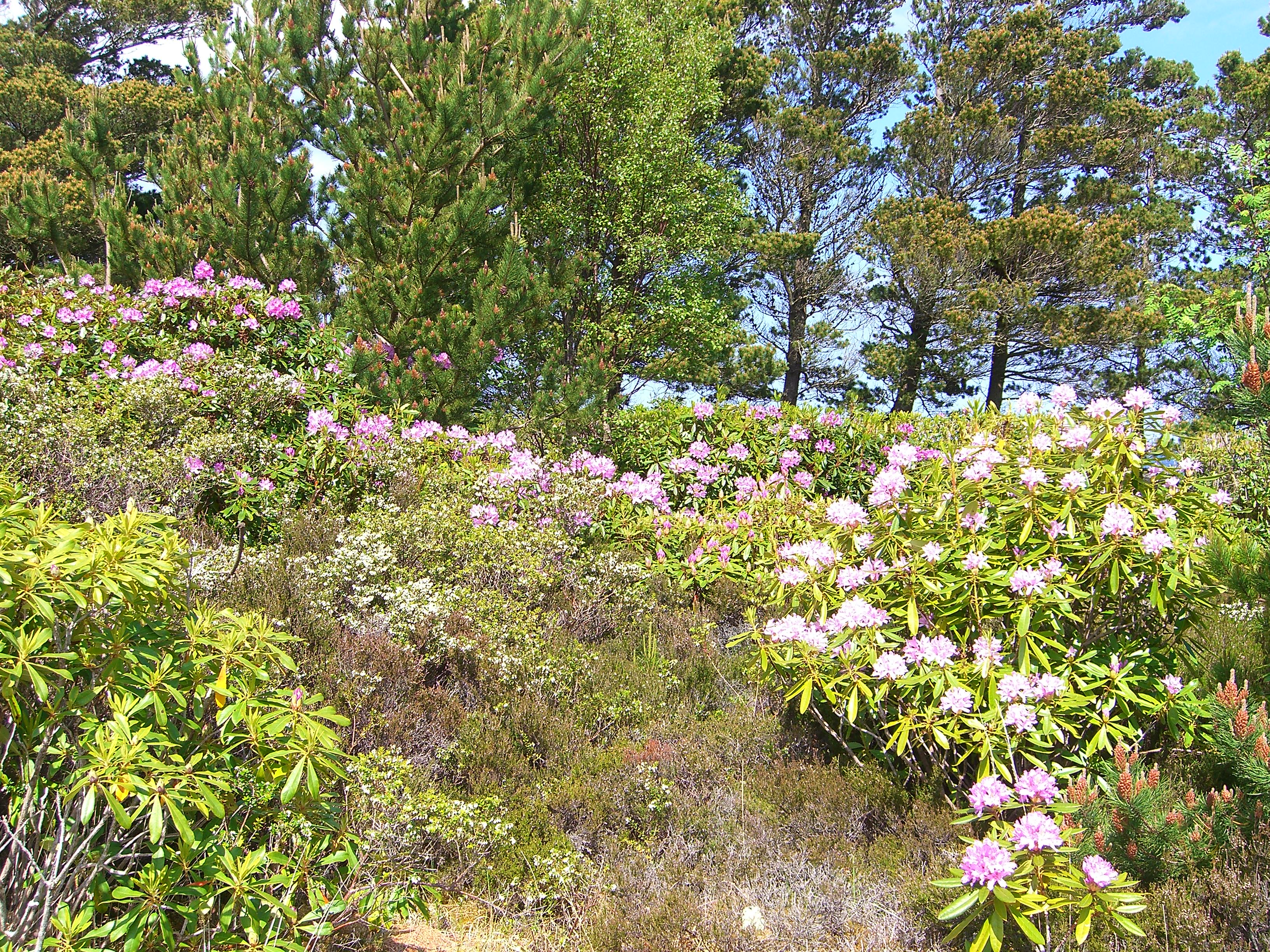Colourful flora