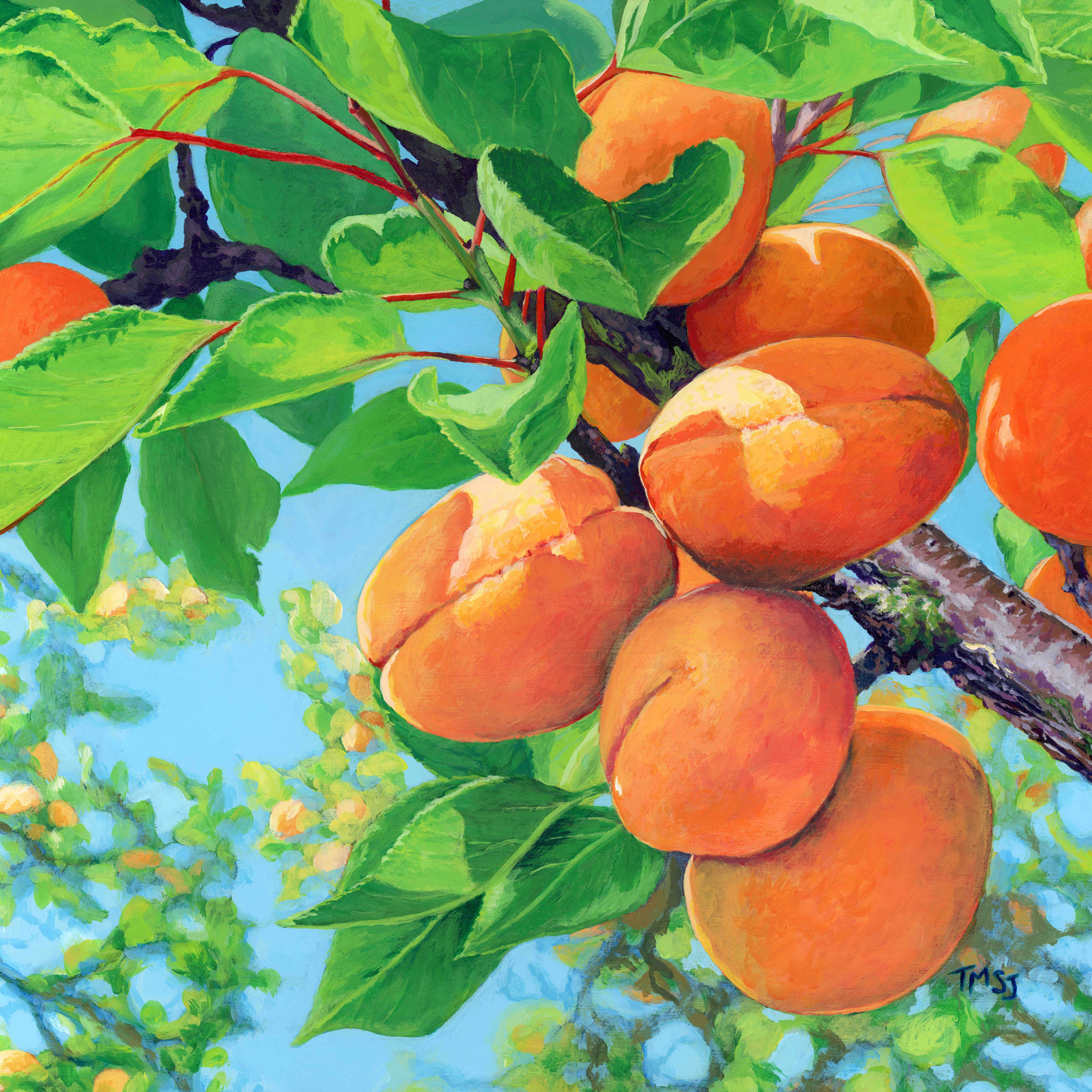 Sunny Apricots