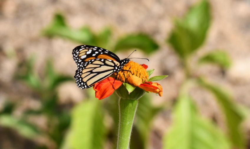 B&B Buenavista Barichara