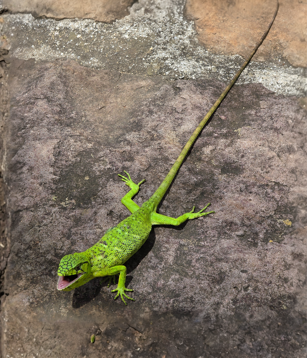 B&B Buenavista Barichara