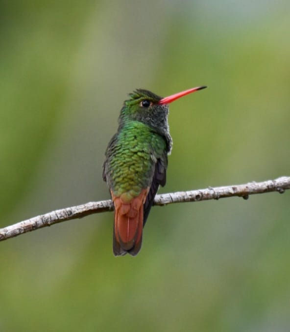 B&B Buenavista Barichara