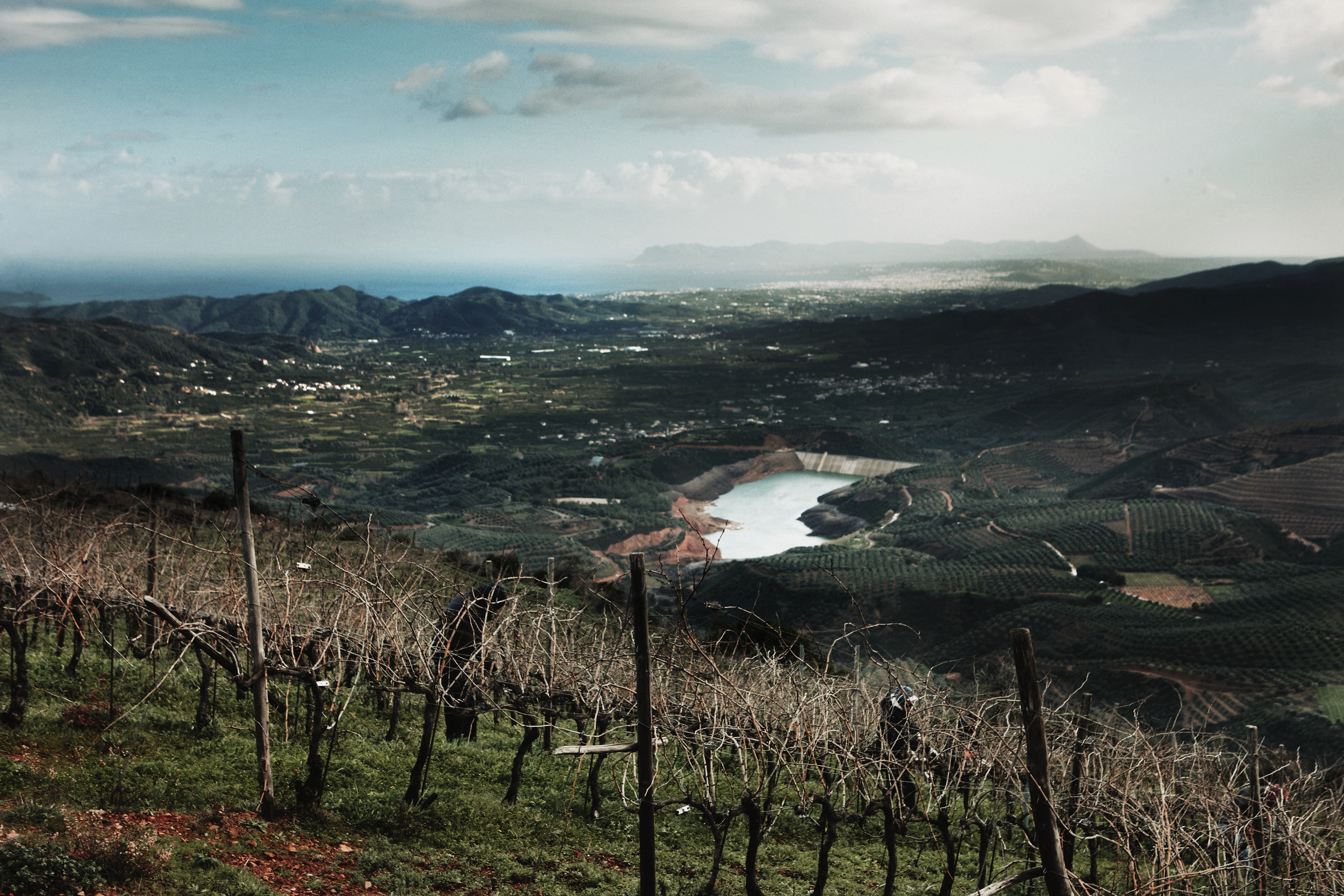 Αμπελώνας του Manousakis Winery πάνω από το Βατόλακκο Χανίων, με θέα στα Λευκά Όρη