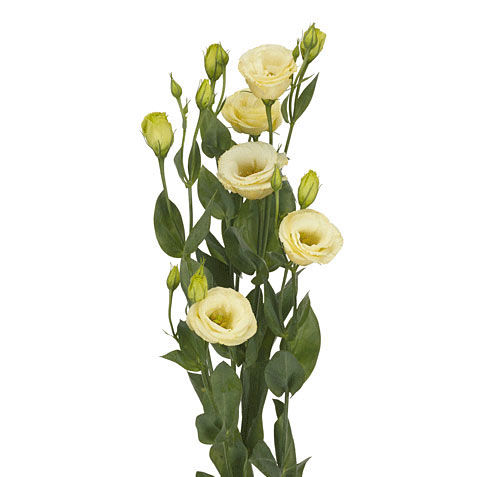 Lisianthus Crème