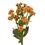 Thumbnail: Kalanchoe Orange