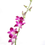 Thumbnail: Dendrobium Pink Pennapha