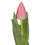 Thumbnail: Tulip Pink