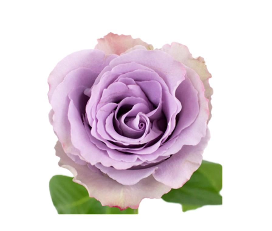 Rose Grey Knights