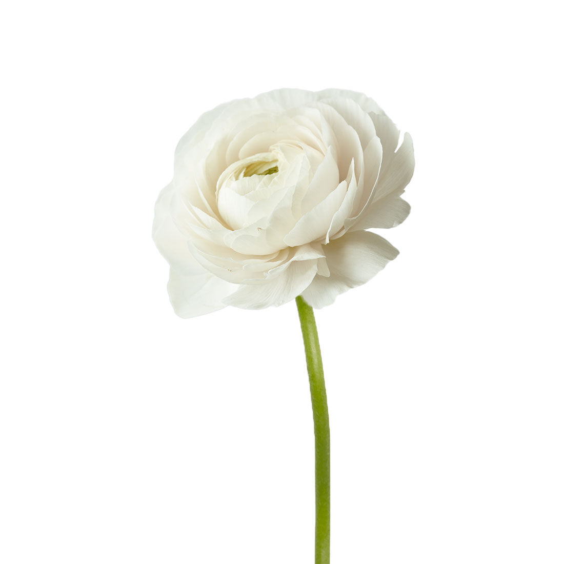 Ranunculus White