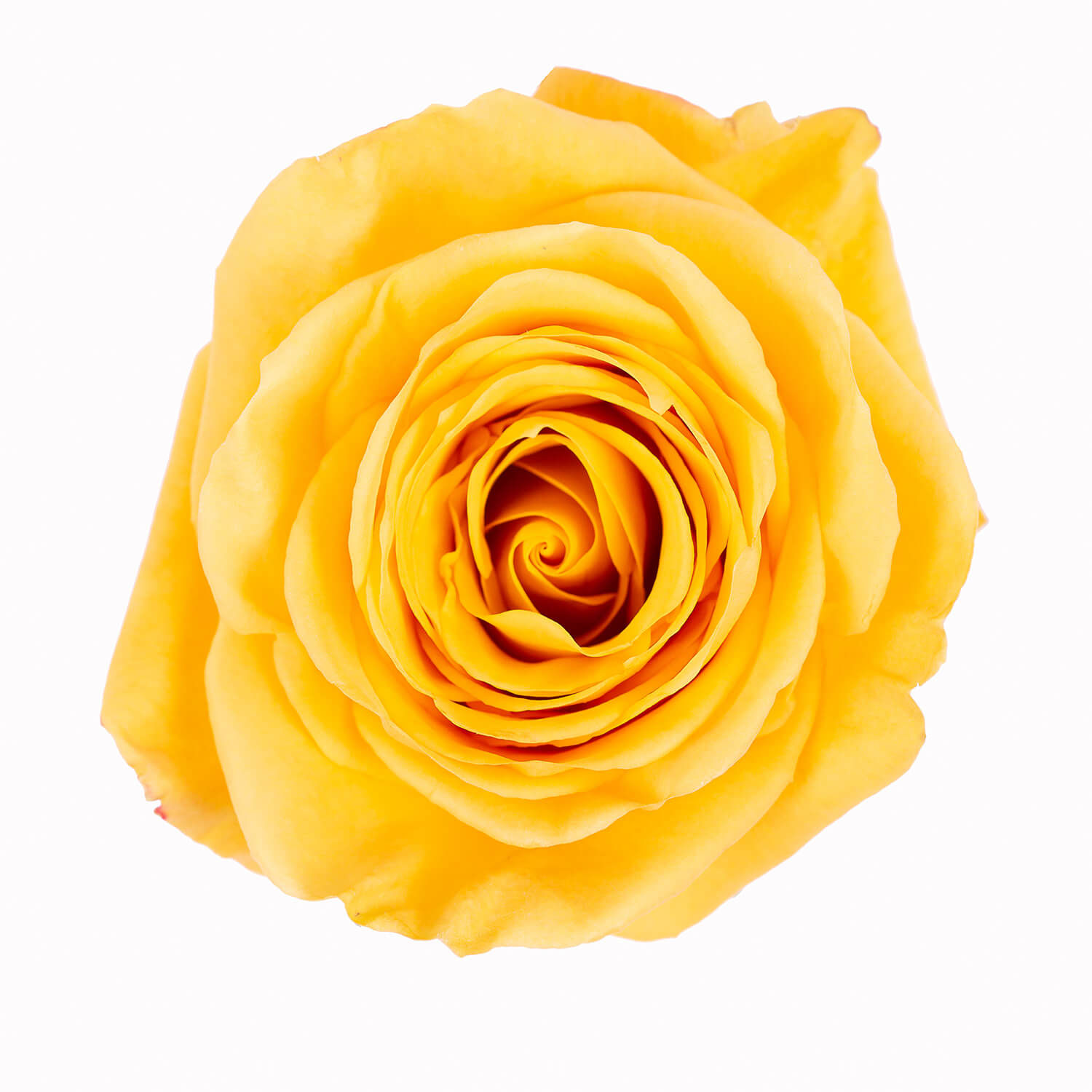 Rose Bumblebee