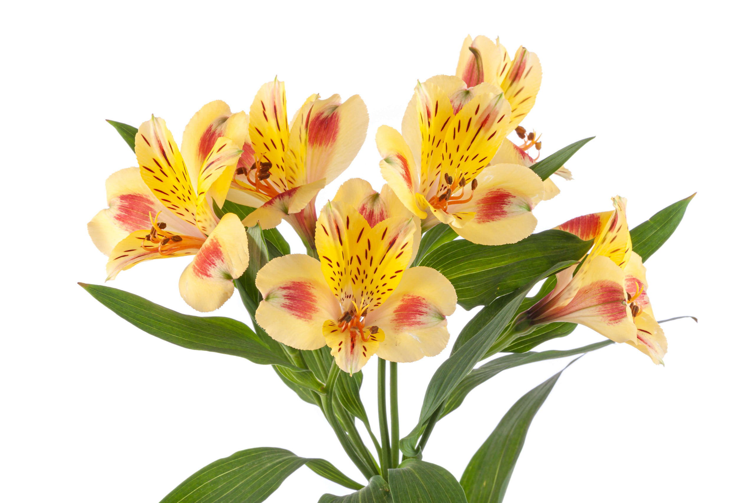 Alstroemeria Bali