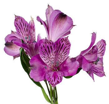 Alstroemeria Palermo