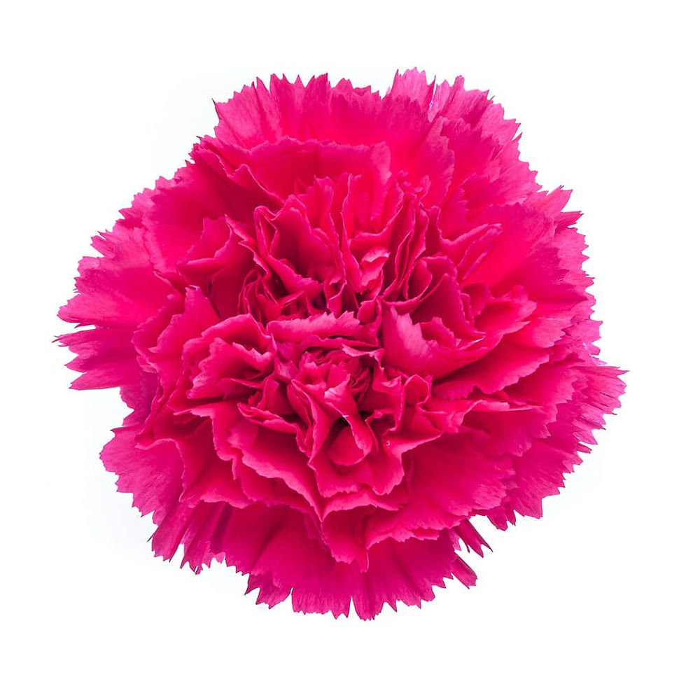 Thumbnail: Carnation Bizet