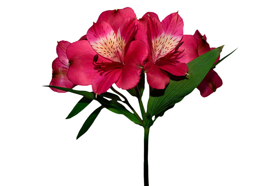 Alstroemeria Navarro