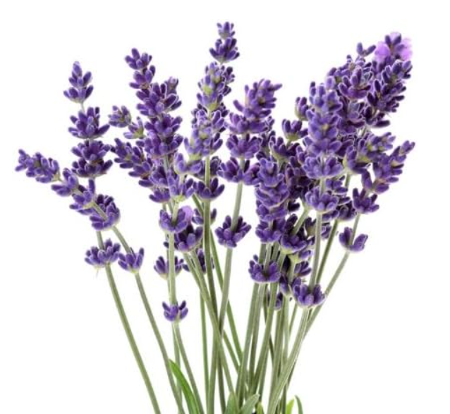 Herb Lavender English