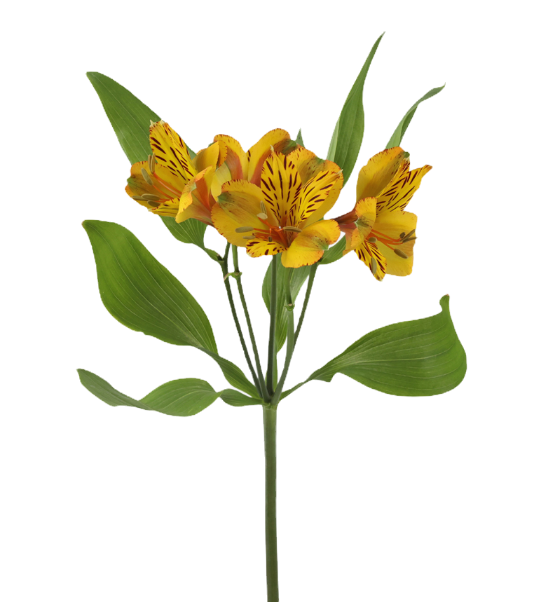 Alstroemeria Jamaica