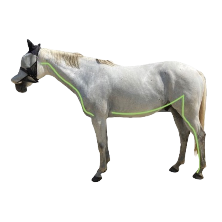 Ventrale Kette bei Mensch&Pferd