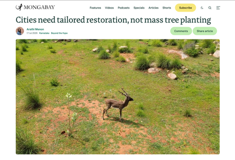 Cities need tailored restoration, not mass tree planting