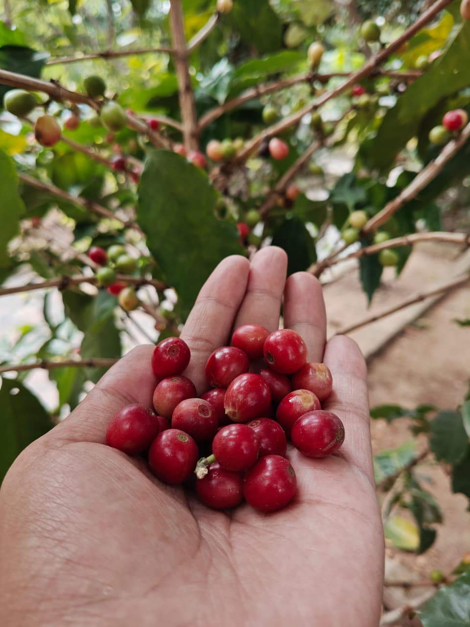 WhatsApp Image 2025-10-04 at 1.39.39 PM.jpeg