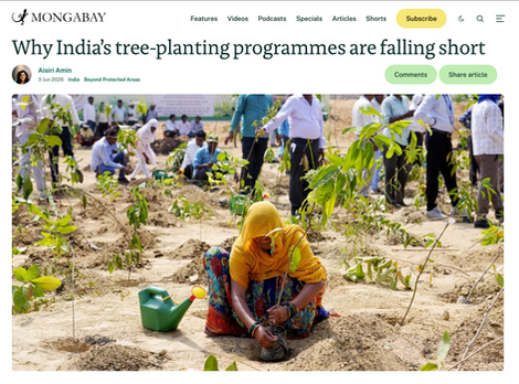 Why India’s tree-planting programmes are falling short