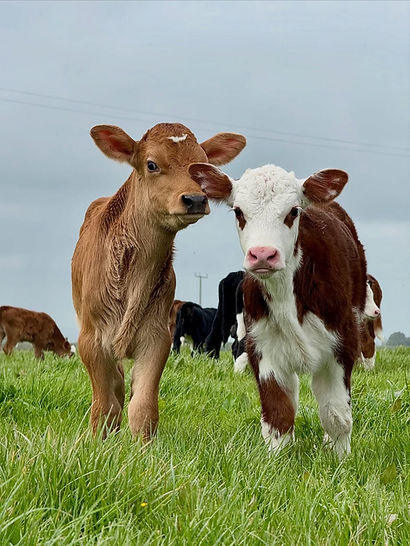 🐮🧡🧡---[1].jpg