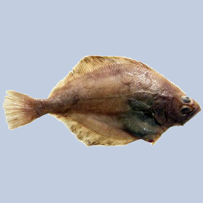 Sole, Flathead