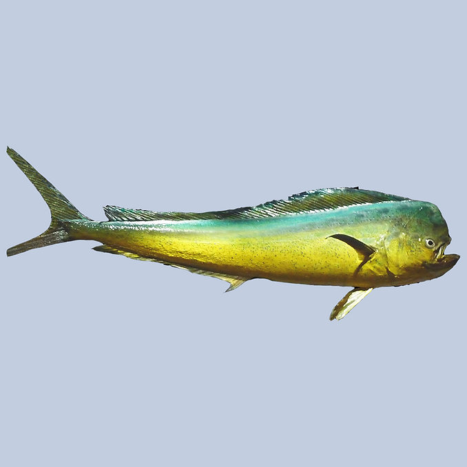 Mahi Mahi