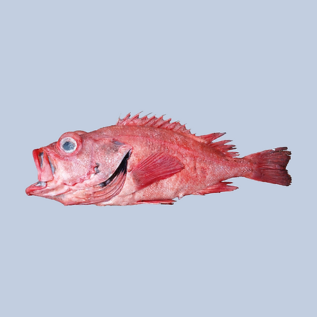 Blackgill Rockfish