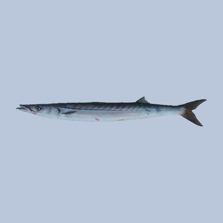 Barracuda