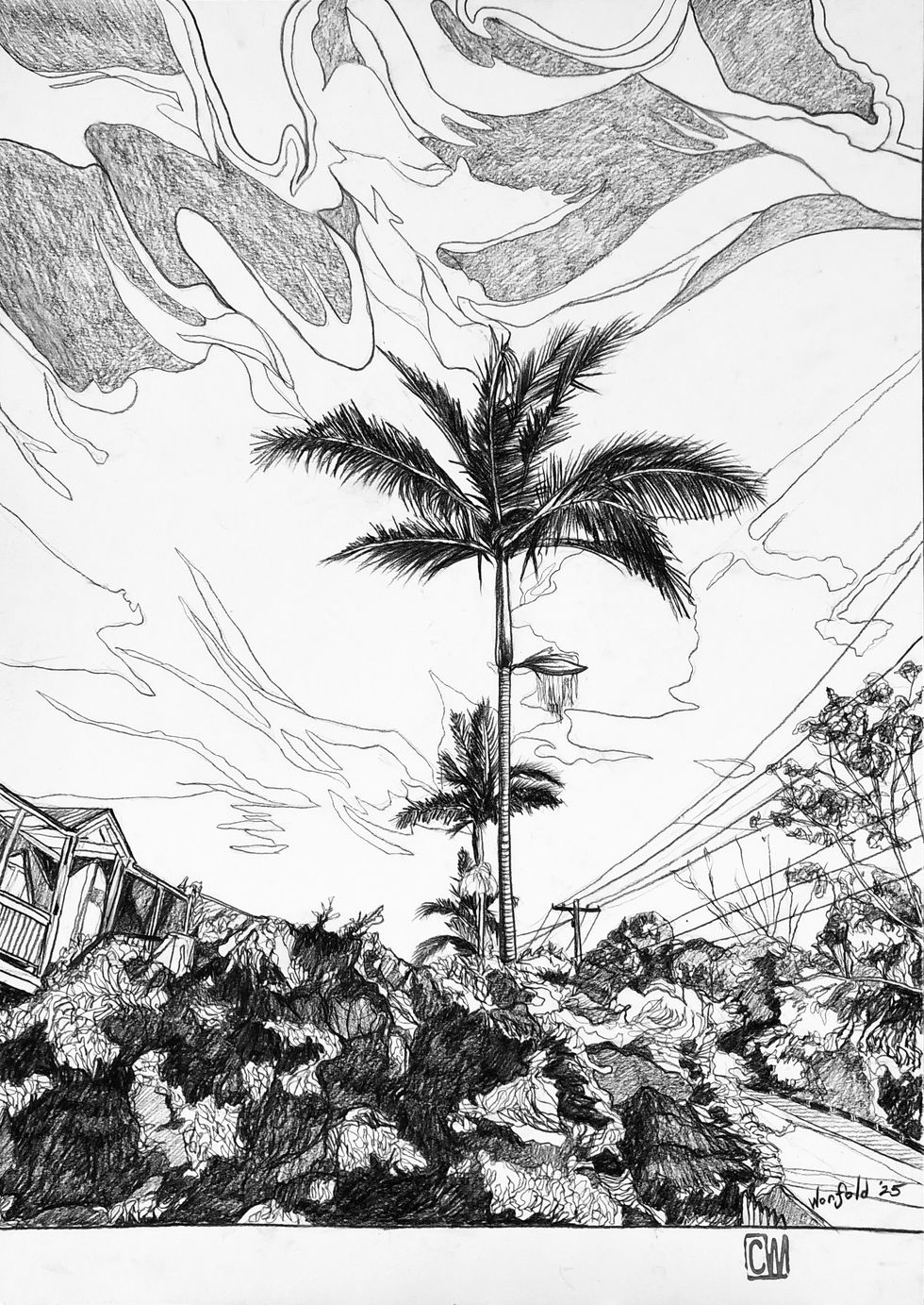 Palm.jpg