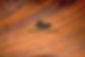 Burnlogo_edited.jpg