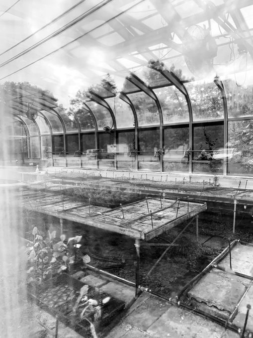 Green House_ b_w version_13 x 19