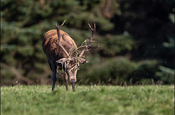 Red Deer Stag