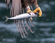 Sea Eagle talons holding fish