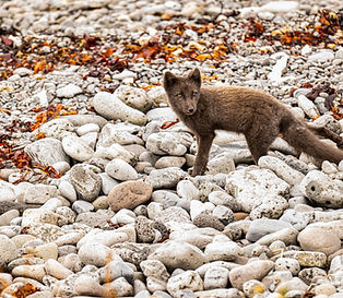 A blue Morph Arctic Fox looking for food on the beach
