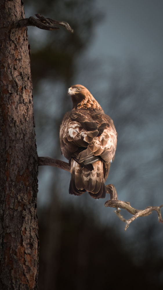 Golden Eagle sat on a branch of a large tree in northern Sweden forest watching over his territory