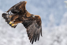 Golden Eagles, eagles northern Sweden, Raptors in Sweden