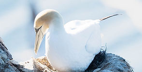 Gannet on her nest