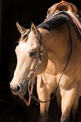 BuckskinShowHorse.jpeg