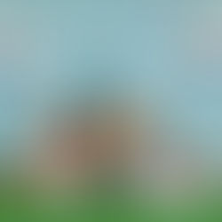 2015 ABRA, AQHA, NSBA Mare for your consideration