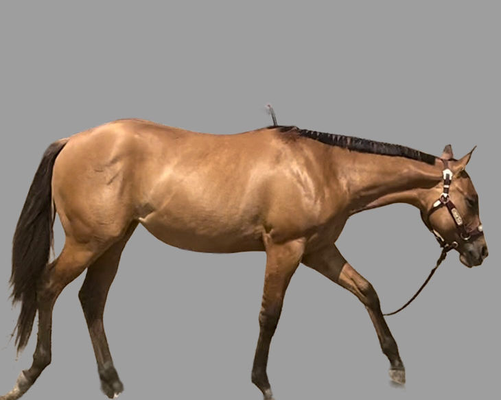 SOLD! -  2023 AQHA/ABRA Filly - She Goin Good