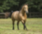 BuckHorse_Stock.jpeg