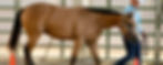 BuckskinShowHorseWebBanner5.jpg