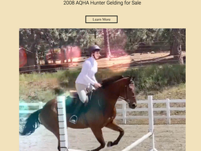 New Horses for Sale at the Ranch!