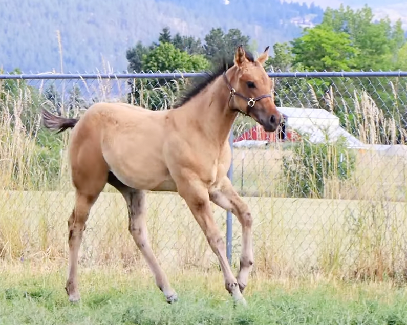 2025 Dun colt