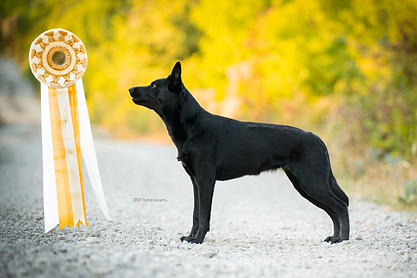 istra winner dixie 1.png
