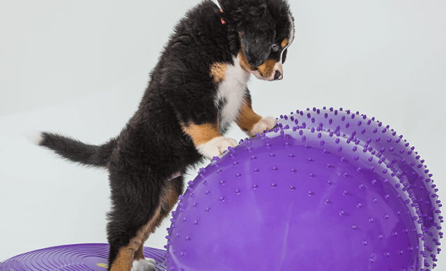 cucciolo di Bovaro bernese su disco e pallone propriocettivo