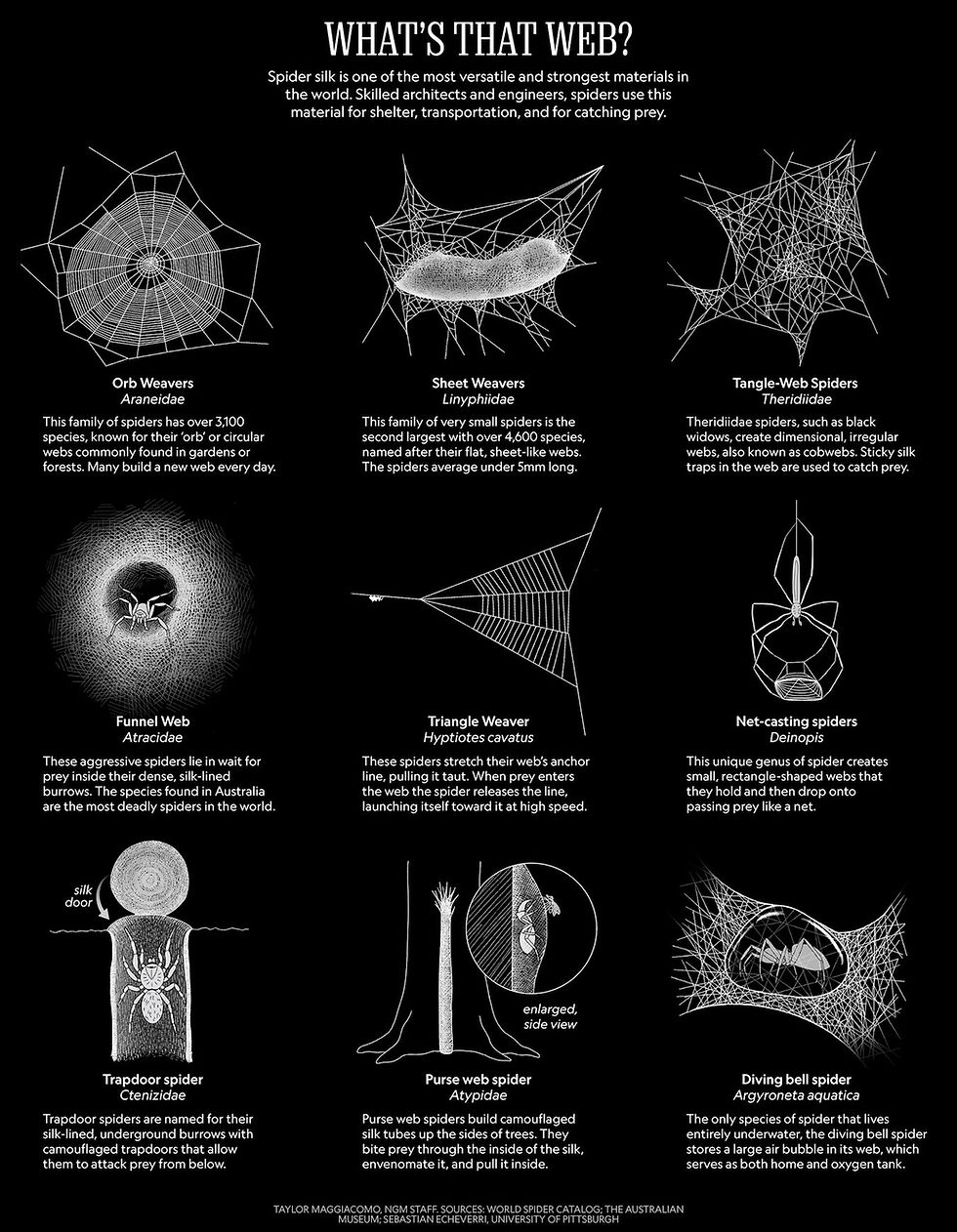 Southern Utah Spider Webs