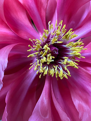 Piany IMG_4270_edited.jpg