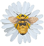 DiasyLogo2_edited.png